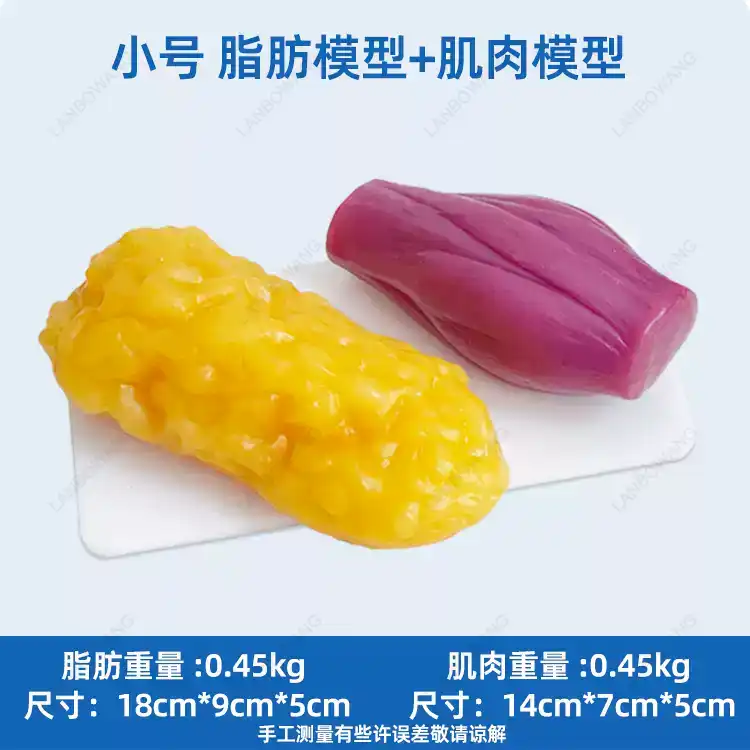 Human Muscle and Fat Replicas, - The Nutrition Fitness ulasan dan harga