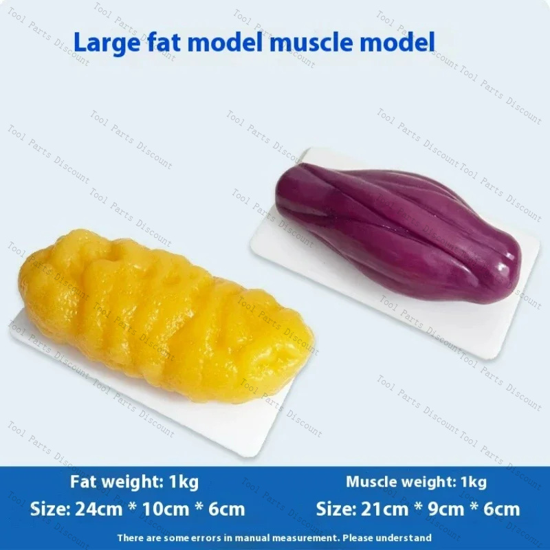 Human Muscle Replicas Weight L - Nutrition Fitness Center ulasan dan harga